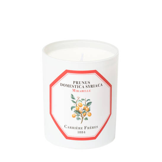 Kerze Prunus Domestica Syriaca - Mirabelle Plum