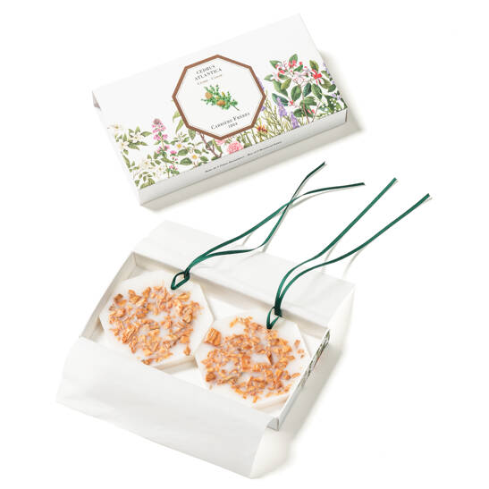 Cedrus Atlantica - Cedar