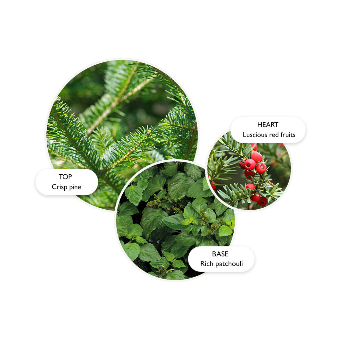 Jubilant Pine & Patchouli Body Lotion von Molton Brown online