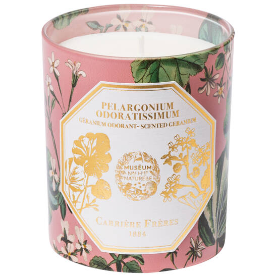 Pelargonium Odoratissimum-Geranium