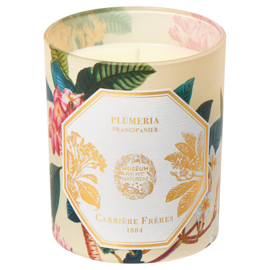 Plumeria - Frangipani